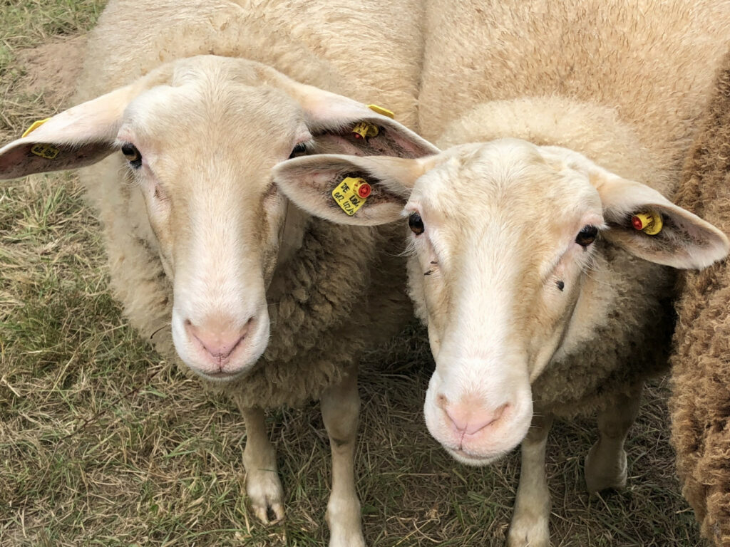 Leineschaf: Slow Food Deutschland zeichnet Nutztierrasse aus